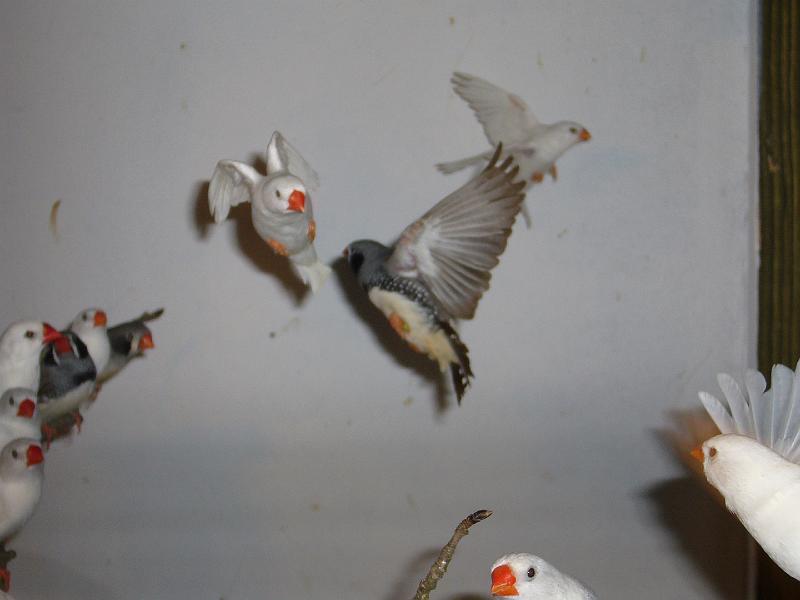 Mastholte 2008 172.jpg - Jugendbetreuung während der Rassegeflügelschau Mastholte 2008  Schätzspiel "wie viele Zebrafinken sind in der Vogelvoliere?"